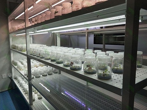 苏州植物组织培养实验室设计建设方案
